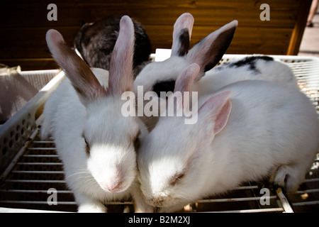 Kaninchen zum Verkauf auf dem Bauernmarkt in Sineu, Mallorca, Balearen, Spanien Stockfoto