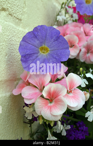 BLAUE PETUNIEN PRISM GEMISCHT UND EINE ROSA HORIZON SERIE PELARGONIEN. Stockfoto