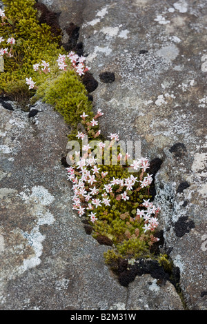 Englische Fetthenne, Sedum Anglicum, Mull Stockfoto