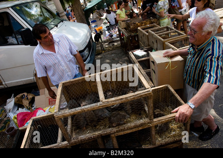 Geflügel verkauft auf dem Bauernmarkt in Sineu, Mallorca, Balearen, Spanien Stockfoto