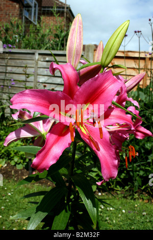 LILIUM MARRAKESCH. ASIATISCHE LILIE. Stockfoto