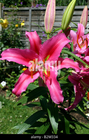 LILIUM MARRAKESCH. ASIATISCHE LILIE. Stockfoto