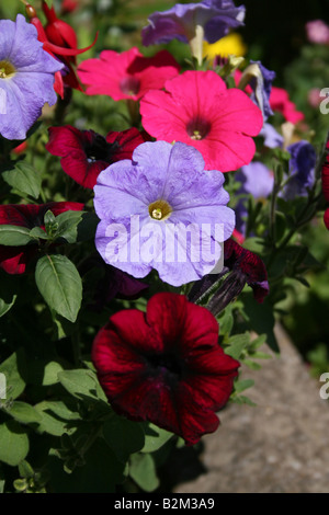 PETUNIE PRISM GEMISCHT IN EINER BLUMENAMPEL. Stockfoto