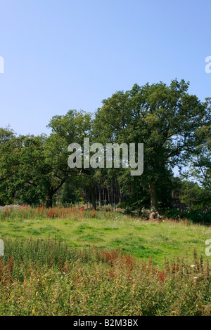 Shalford Park in Surrey in der Nähe von Guilford Stockfoto