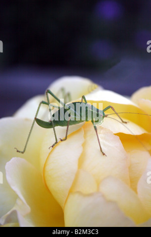 GRASSHOPPER, STEHEND AUF EINER ROSE PETAL. Stockfoto