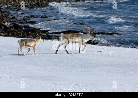 Rentier im Schnee am Meer Stockfoto