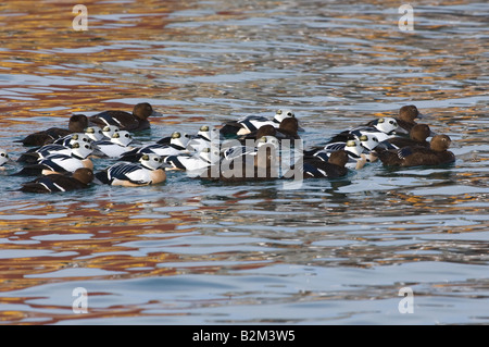 Steller s Eider Polysticta Stelleri Männchen und Weibchen Stockfoto