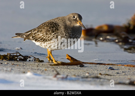 Meerstrandläufer (Calidris Maritima) Stockfoto