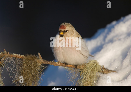 Gemeinsame Redpol Carduelis flammea Stockfoto