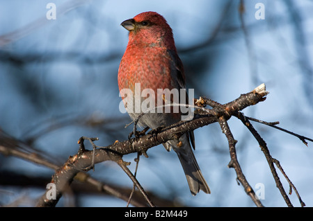 Kiefer Grosbeak Pinicola Enucleator männlich auf Birke Stockfoto