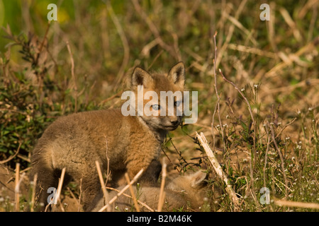 Red Fox Kits (Vulpes Fulva) Stockfoto