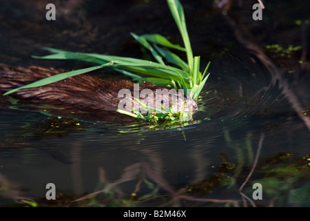 Bisamratte (Ondatra Zibethica) schwimmen mit Gräsern in Mund Stockfoto