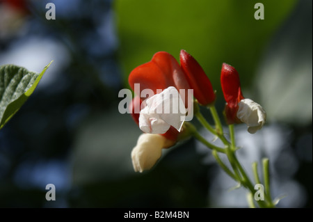 Painted Lady runner bean Blumen Stockfoto