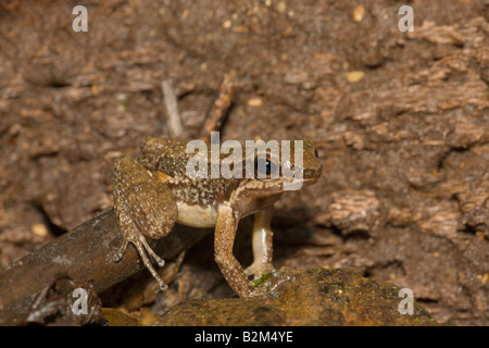 Yellow throated Frosch Mannophryne oder weibliche Colostethus trinitatis Stockfoto