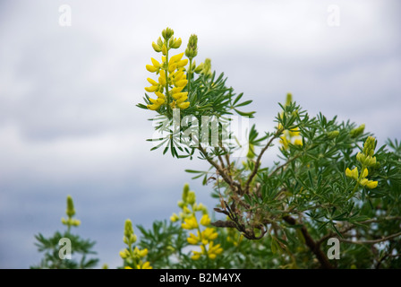 Gelbe Lupine Baum Stockfoto