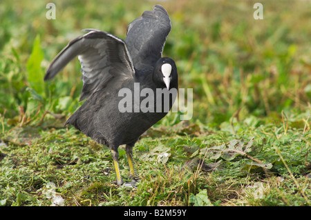 Blässhuhn Fulica Atra erstreckt sich seine Flügel Stockfoto