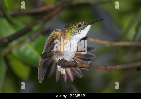 Weiße chested Smaragd Amazilia Chionopectus putzen Stockfoto