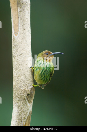 Lila Kleidervogel Cyanerpes Caeruleus Weibchen Stockfoto