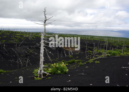 Asche, toten Bäumen und grünen Busch am Hang des Vulkans Tya Tya, Kunaschir Insel Inseln Kurilen Fernen Osten Russlands. Stockfoto