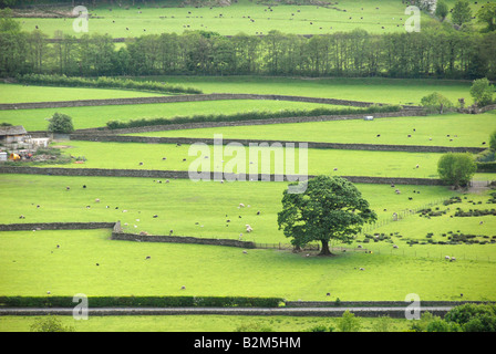 Weiden und Schafe getrennt durch Hecken, Lake District, Cumbria, Nord-England, Großbritannien, Europa Stockfoto