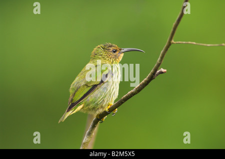 Lila Kleidervogel Cyanerpes Caeruleus Weibchen Stockfoto