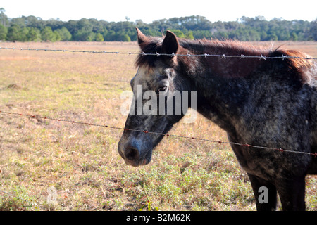 PFERD IN DER NÄHE VON DER HAUPTSTRAßE AUF CUMBERLAND ISLAND GEORGIA USA Stockfoto