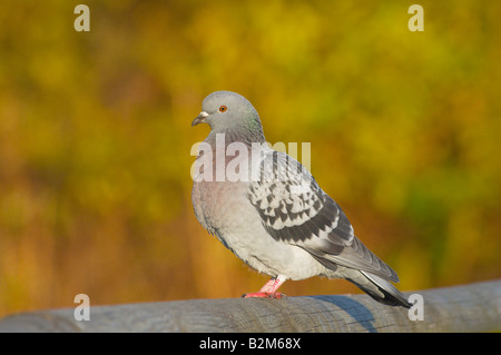 Wilde Taube stehend auf einem Geländer mit einem grünen Hintergrund Stockfoto