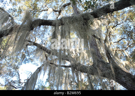 SPANISCHEM MOOS TILLANDSIA USNEOIDES HÄNGEN VON EICHEN ZWEIGE AUF CUMBERLAND ISLAND GEORGIA USA Stockfoto