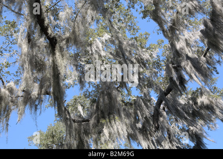 SPANISCHEM MOOS TILLANDSIA USNEOIDES HÄNGEN VON EICHEN ZWEIGE AUF CUMBERLAND ISLAND GEORGIA USA Stockfoto