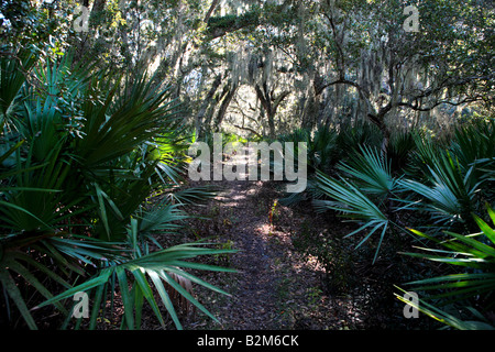 TABELLE PUNKT BACKCOUNTRY TRAIL AUF CUMBERLAND ISLAND NATIONAL SEASHORE GEORGIA USA Stockfoto