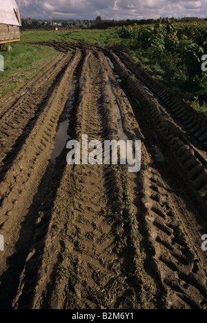 Bauernhof mit schlammigen Strecken entlang Maislabyrinth Marysville Washington State USA Stockfoto
