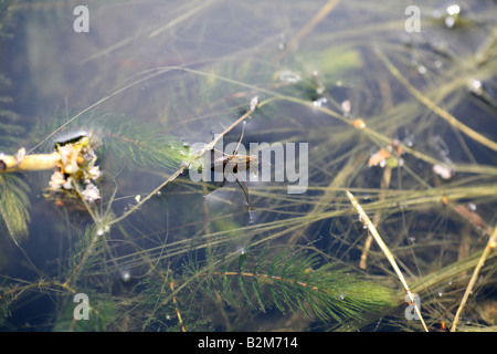 Gemeinsamen Teich Skater Amoungst Wasserpflanzen in einem Teich Stockfoto