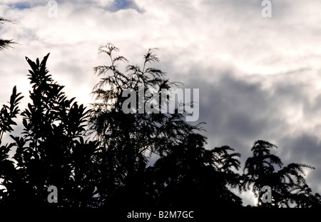 Eine Silhouette aus einer Reihe von schönen großen Bäumen gegen eine graue Wolkenhimmel in London, England. Stockfoto