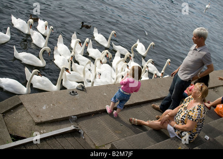 Schwäne auf der Themse in der Nähe von Kingston-upon-thames Stockfoto