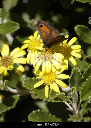 Gatekeeper Schmetterling, Pyronia Tithonus ruht auf einem gelben Wiesenblumen Stockfoto