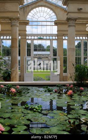 Großer Wintergarten Syon Park Isleworth, Middlesex Outer London Stockfoto