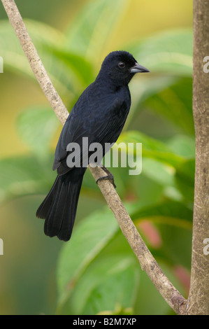 Weiß gesäumt Tanager Tachyphonus Rufus männlich Stockfoto