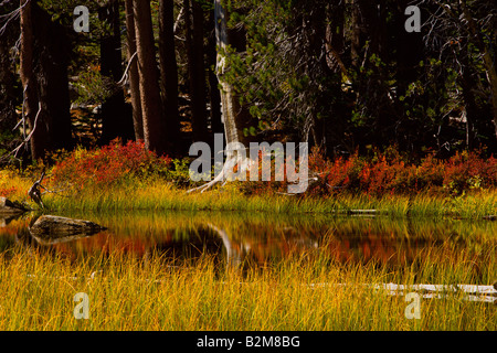 Blaubeer-Sträucher fügen Sie einen Spritzer rot an den Ufern des Sees Siesta off Highway 120 Tioga Pass im Yosemite National Park Stockfoto