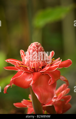 Etlingera Elatior, Torch Ginger Lily Stockfoto