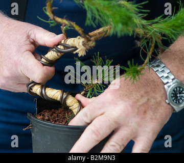 Nahaufnahme von den Händen eines Mannes einen Bonsai-Baum, eingehüllt in Bast und Draht biegen Stockfoto