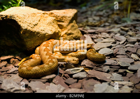 Sand Viper Vipera ammodytes Stockfoto
