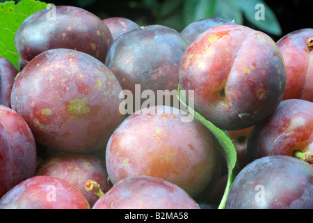 PRUNUS DOMESTICA ZAR AGM REIFE PFLAUME OBST Stockfoto