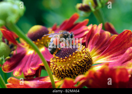HONIGBIENE APIS MELLIFERA MIT POLLEN-KÖRBE, DIE AUF HELENIUM KONIGSTIGER Stockfoto