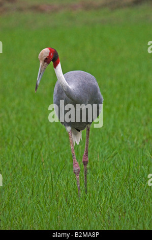 Indische Stilicho Kran auf Nahrungssuche im Feld Stockfoto