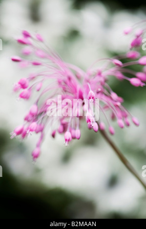 Allium Carinatum Subspecies Pulchellum. Knoblauch-Blumen gekielt. Selektiven Fokus Stockfoto