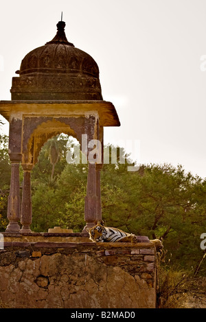 Bengal Tiger schlafen in einem alten Hindu-Tempel oder Palast in Ranthambhore National park Stockfoto