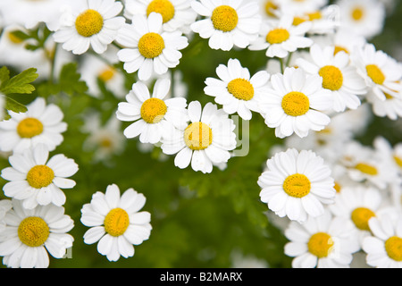 Das Mutterkraut Tanacetum parthenium Stockfoto