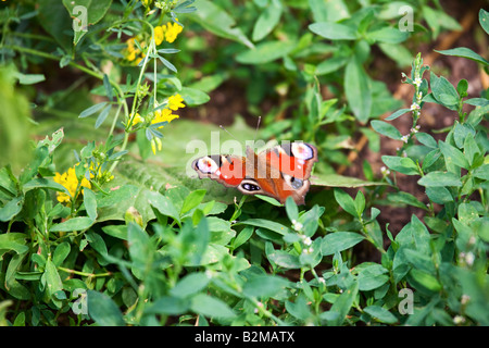 Schmetterling auf der Wiese Sommer 2008 Karaganda Kasachstan Stockfoto