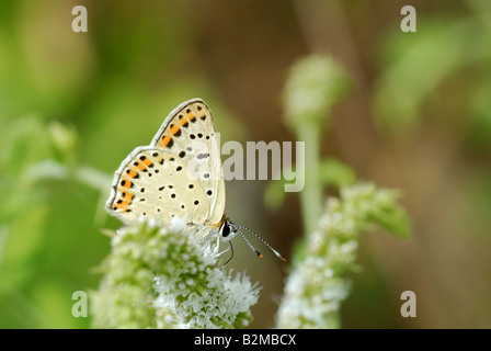 Rußiger Kupfer (Lycaena Tityrus) Stockfoto