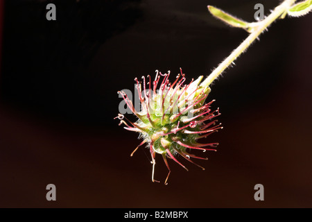 Herb Bennet Seedhead Geum Urbanum Holz Avens Stockfoto